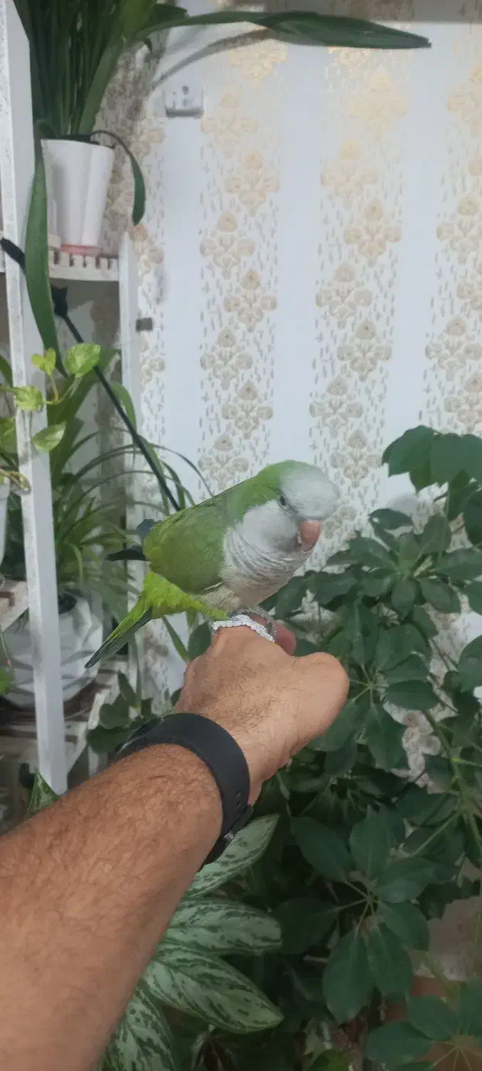 طوطی راهب سبز دستی و سخنگو|پرنده|دزفول, |دیوار