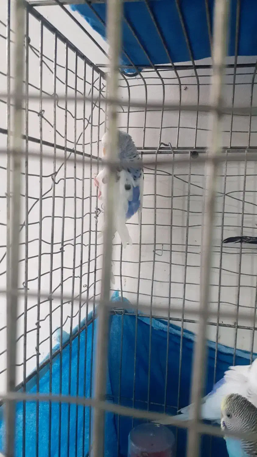 مرغ عشق بهترین رنگ|پرنده|الوند, |دیوار