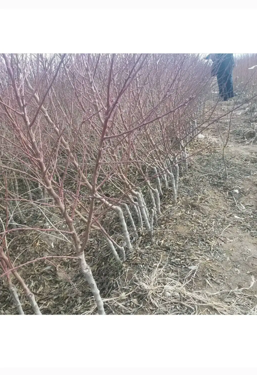 کوهدشت|خدمات باغبانی و درختکاری|کوهدشت, |دیوار