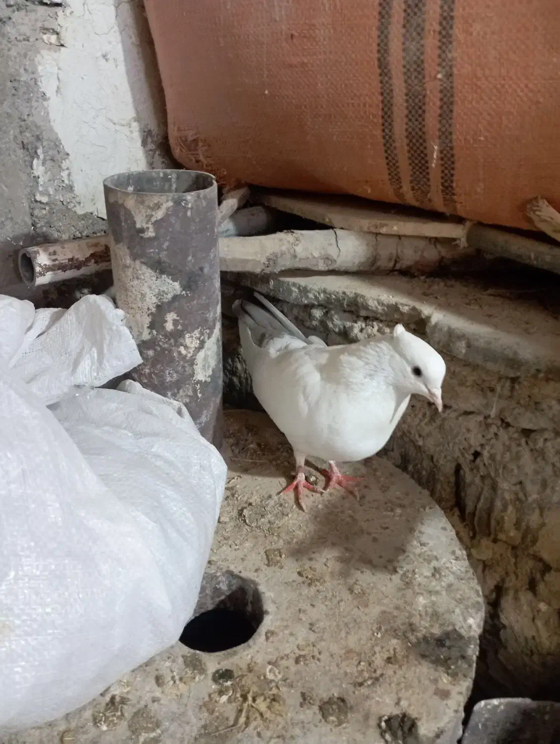 پرنده|پرنده|ملکشاهی, |دیوار