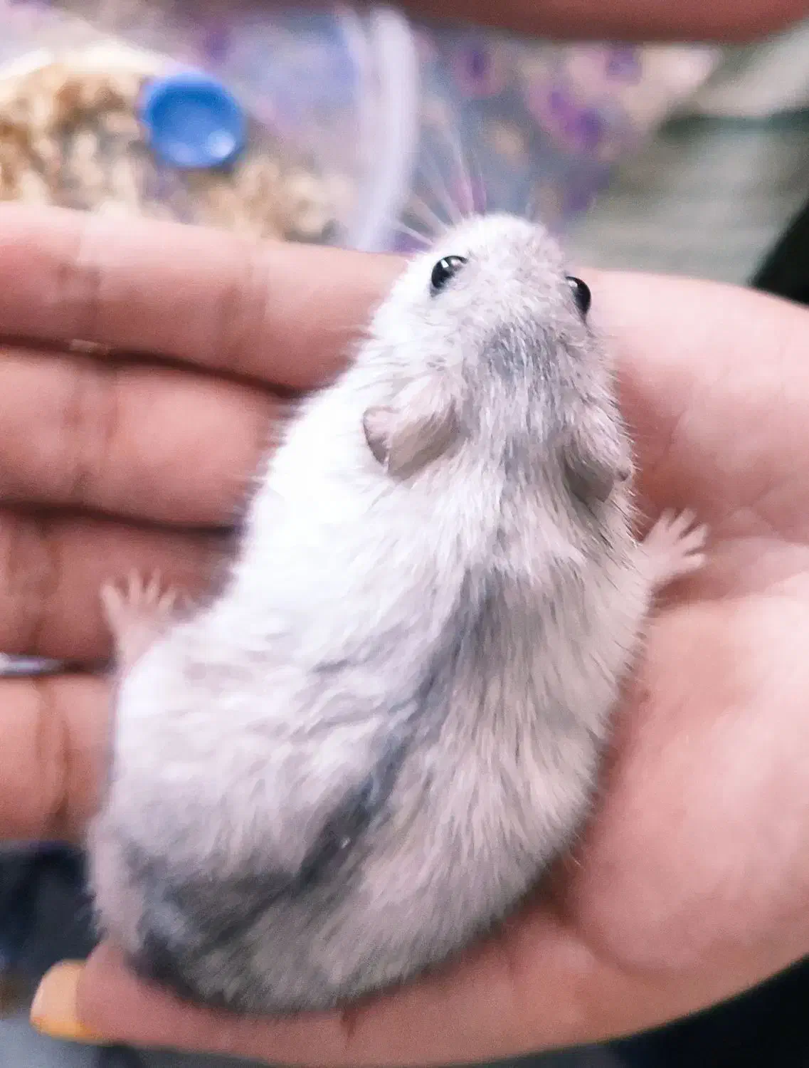 همستر مینیاتوری|موش و خرگوش|شیراز, شریف‌آباد|دیوار