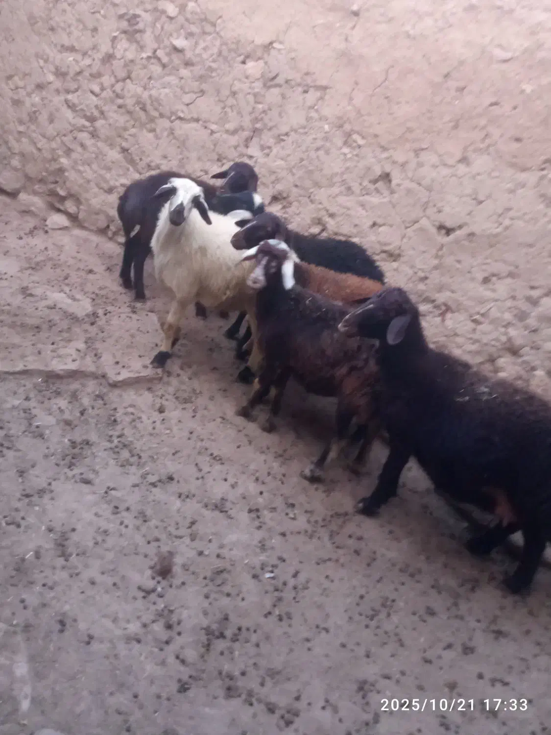 پنج راس بره ماده خوش  با سه راس قوچ جوان|حیوانات مزرعه|تکاب, |دیوار