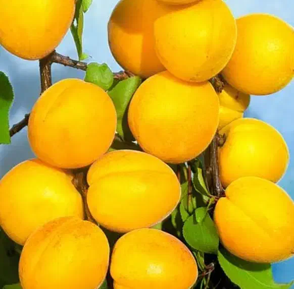 ارقام نهال زردآلوی انبه ای و پرتغالی ۲ ساله|حراج|خرم‌آباد, |دیوار