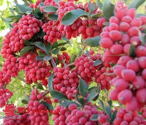 فروش نهال زرشک پفکی|خدمات باغبانی و درختکاری|فرخ‌شهر, |دیوار