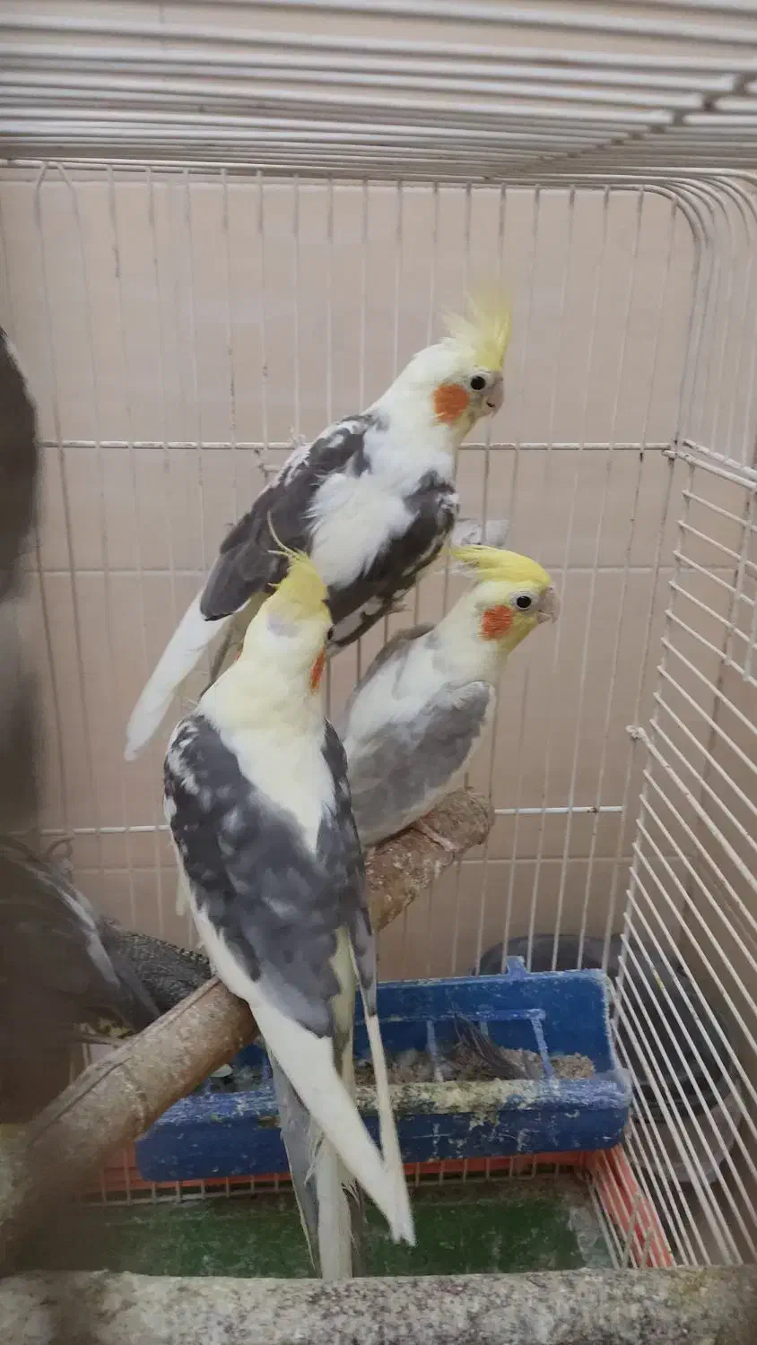 عروس هلندی|پرنده|تهران, بریانک|دیوار