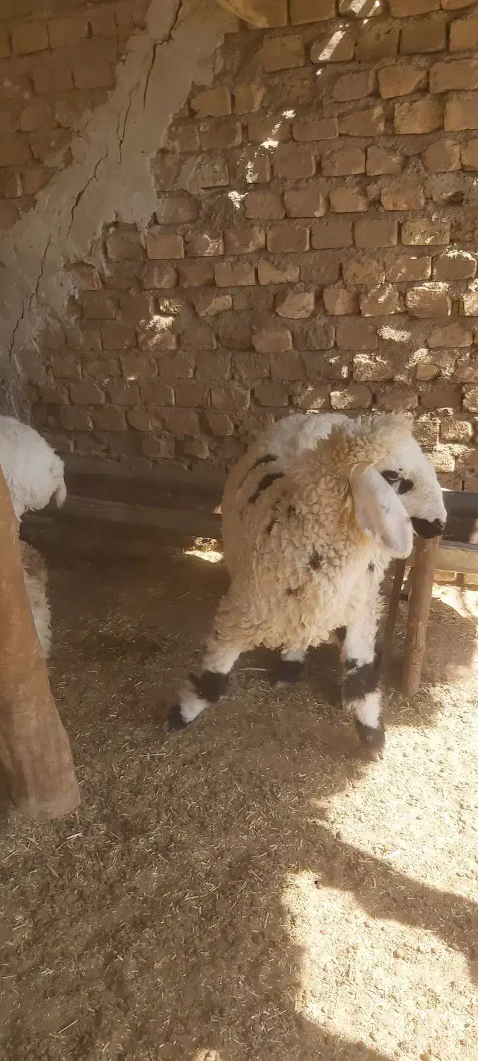 بره ماده سه قلو زا داشتی و گوشتی|حیوانات مزرعه|هیرمند, |دیوار