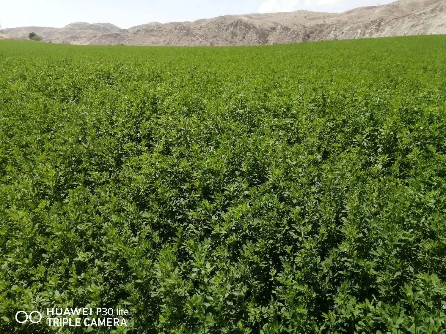 بذریونجه|خدمات باغبانی و درختکاری|کازرون, |دیوار