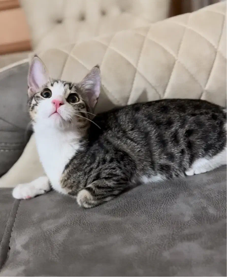 گمشده ، گربه دی اس اچ نر ۷ ماهگی|گربه|مرند, |دیوار