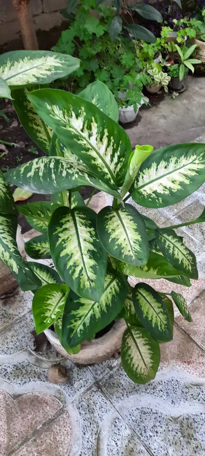 فروش گل دیفن باخیا|گل و گیاه طبیعی|خشکبیجار, |دیوار