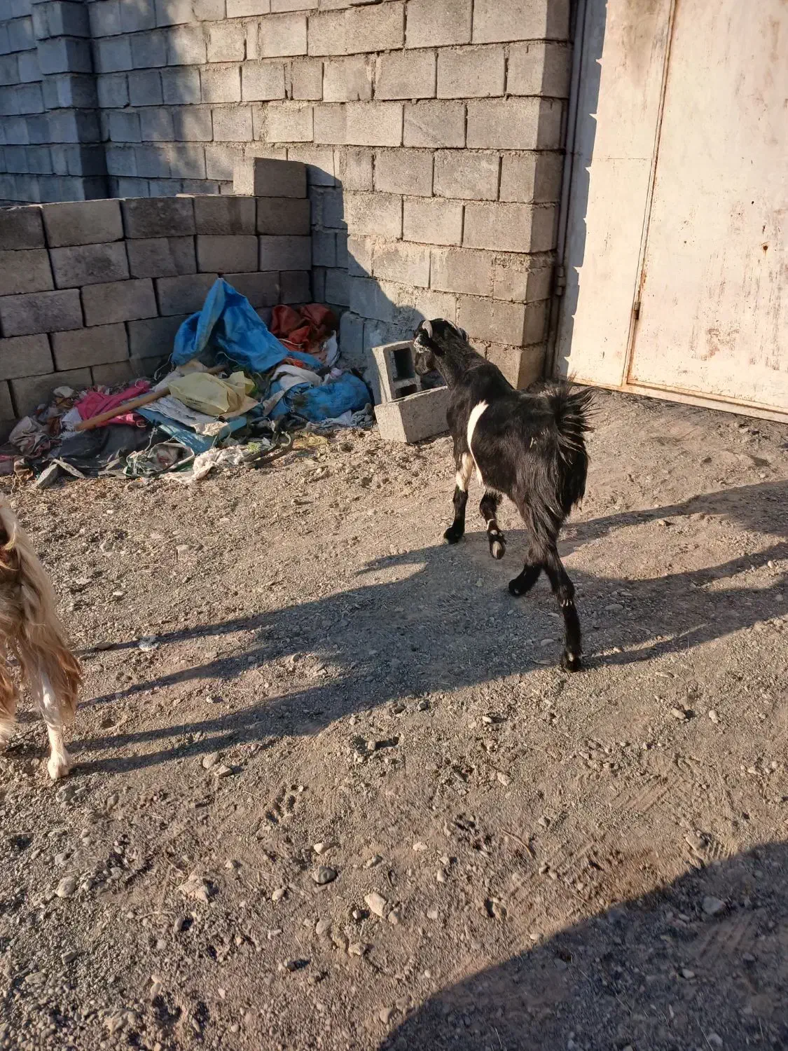 کهر ماده فروشی قیمت مناسب رودان|حیوانات مزرعه|رودان, |دیوار