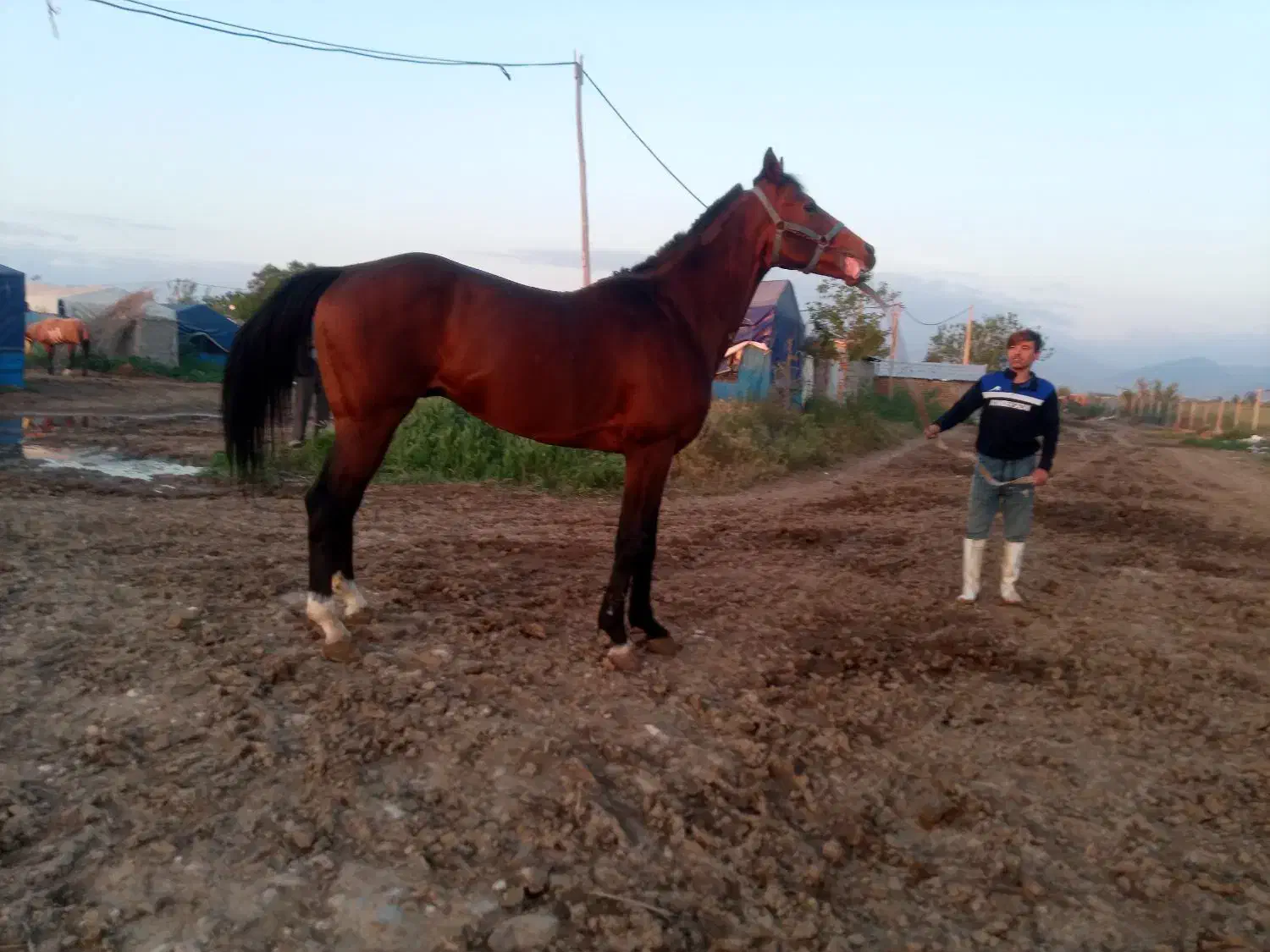 اسب نریان دوخون ۵ ساله قد بلند|اسب و تجهیزات اسبسواری|ری, امین آباد|دیوار