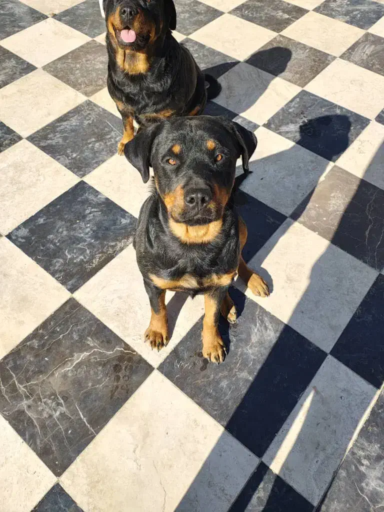 سگ روتوایلر آمریکایی ۲ ساله|سگ|شهریار, شهریار|دیوار