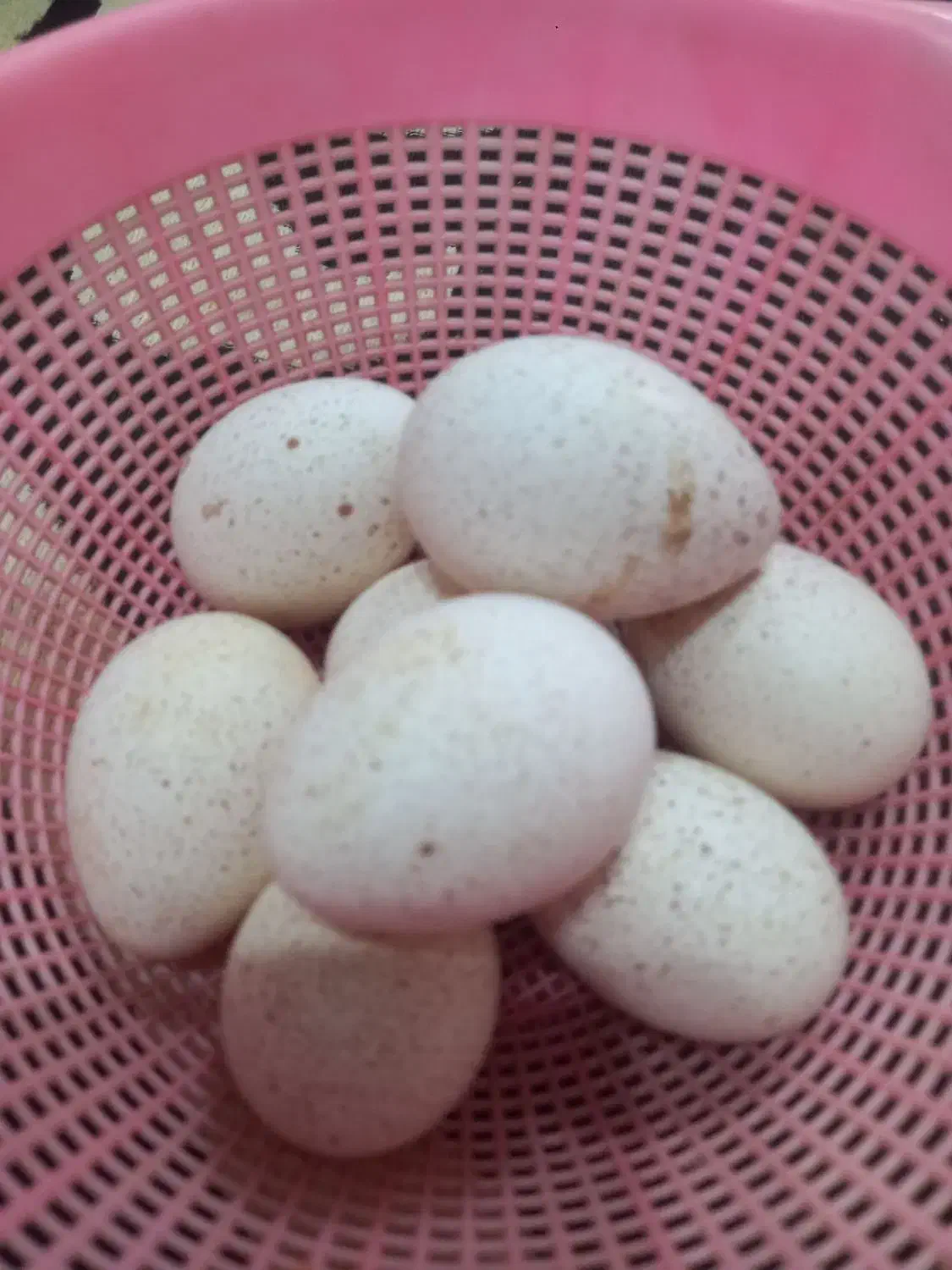 تخم بوقلمون به شرط نطفه|حیوانات مزرعه|دزفول, |دیوار