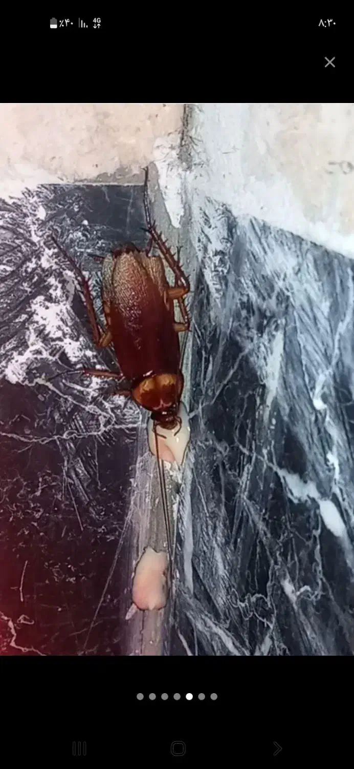 از بین بردن حشرات ساس ها وسوسک ها با ضمانت یک ساله|خدمات نظافت|تهران, فلاح|دیوار