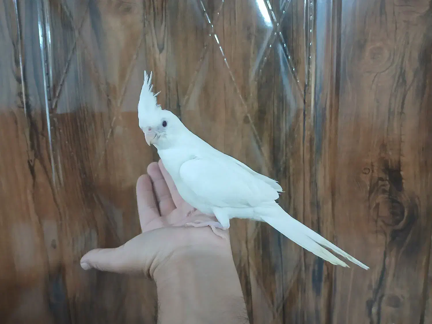 عروس هلندی آلبینو|پرنده|ماهدشت, |دیوار