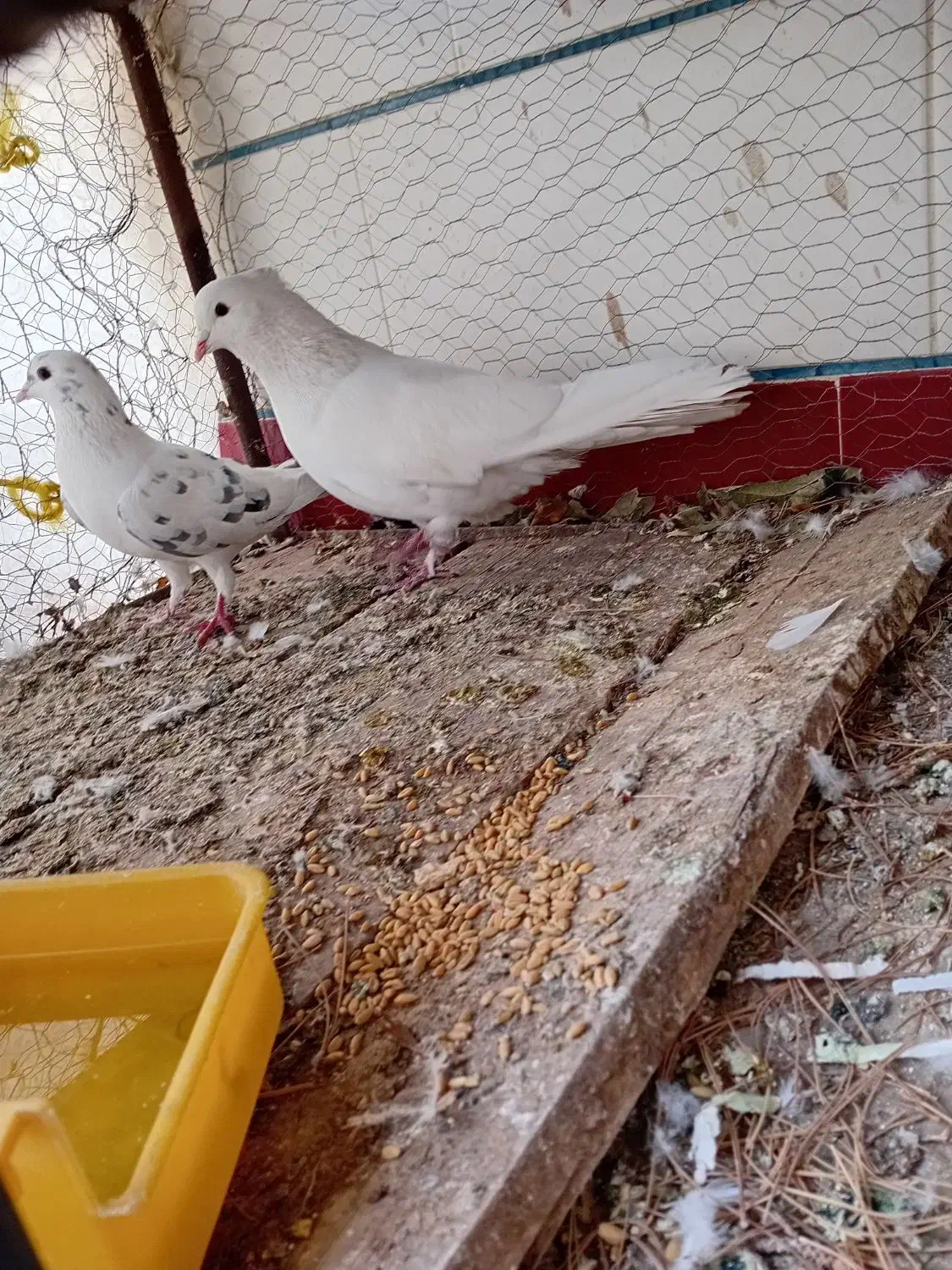 کفتر دمگیر سفید شیویدی|پرنده|برخوار, |دیوار