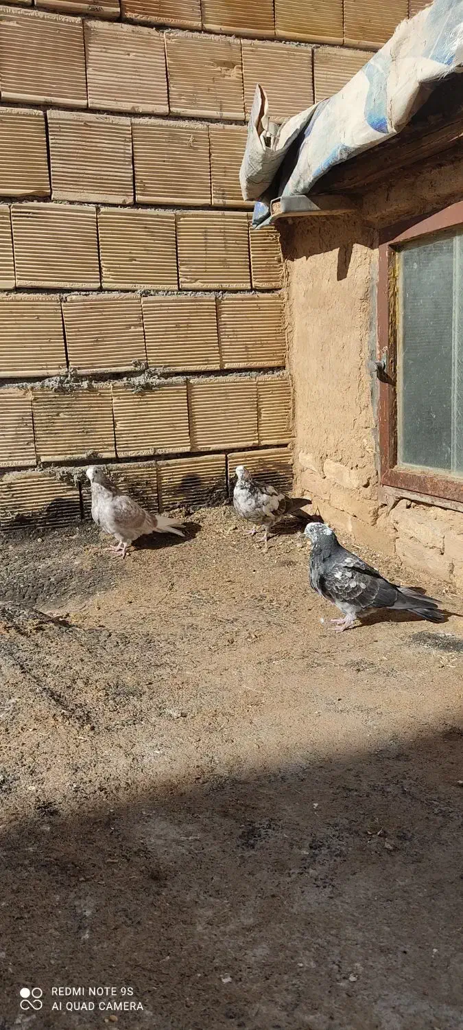 کبوتر کاشان|پرنده|فرخ‌شهر, |دیوار