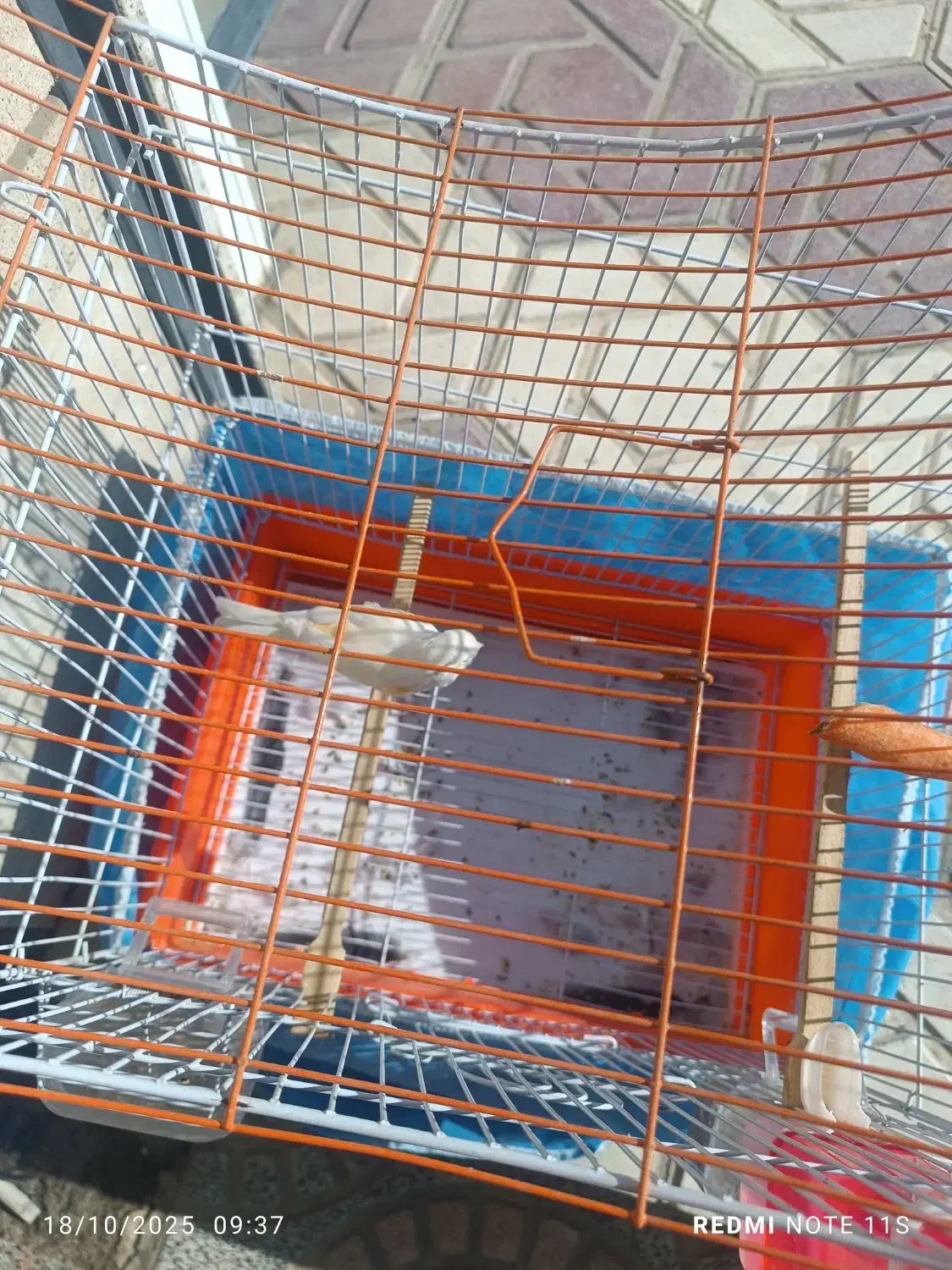 قناری ماده|پرنده|مریوان, |دیوار