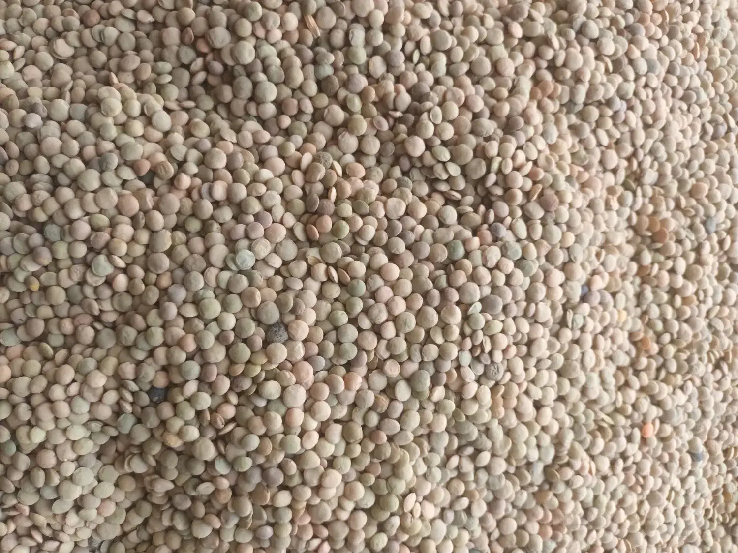 فروش و معاوضه  گردو و لوبیاو عدس   با برنج مطمئن|خوردنی و آشامیدنی|رشت, لاکان|دیوار