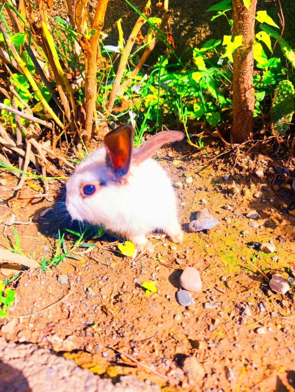 بچه خرگوش|موش و خرگوش|گرگان, |دیوار