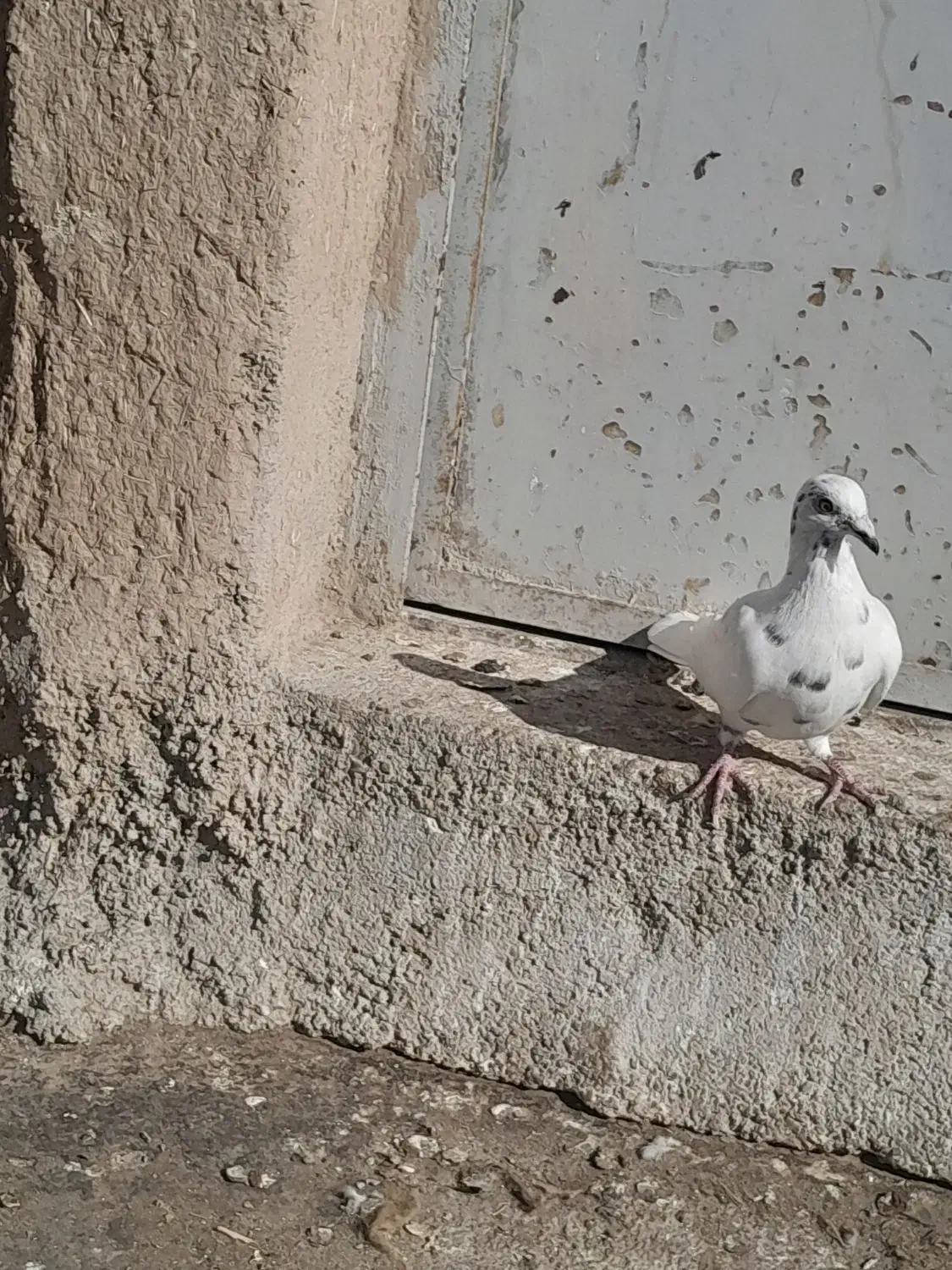 کبوتر|پرنده|قوچان, |دیوار