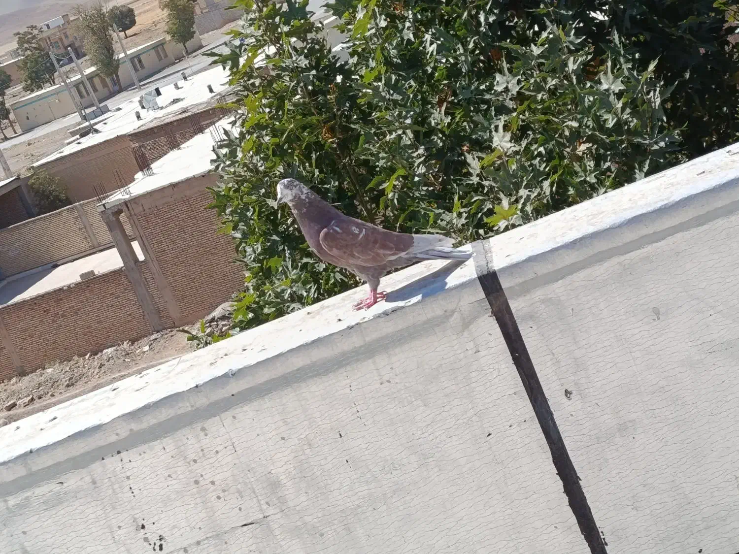 سلام یک نر مست روزگاری|پرنده|شهرکرد, |دیوار