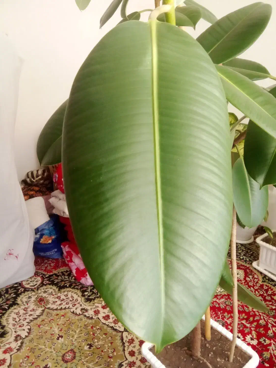 گل زیبا|گل و گیاه طبیعی|اهر, |دیوار