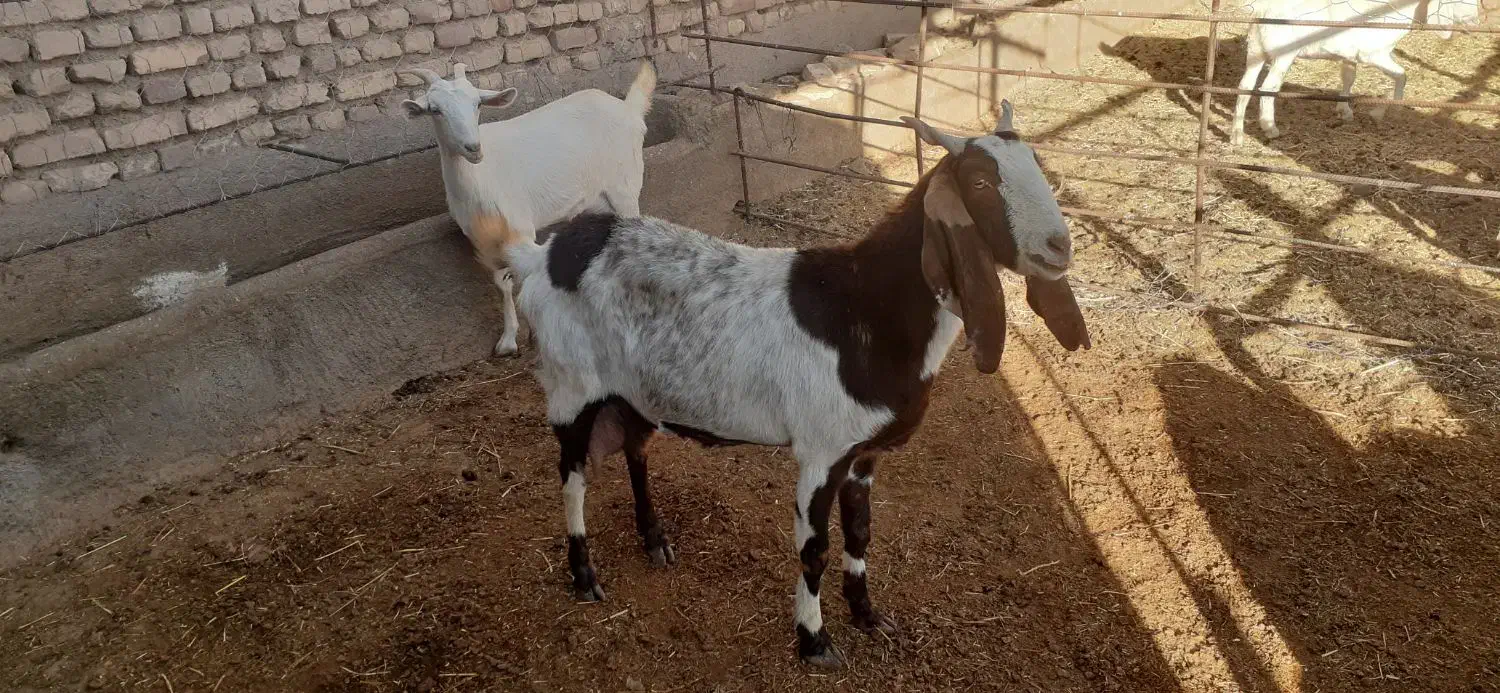 بز سانن وپاکستانی زاییده شیرمست|حیوانات مزرعه|نیمبلوک, |دیوار