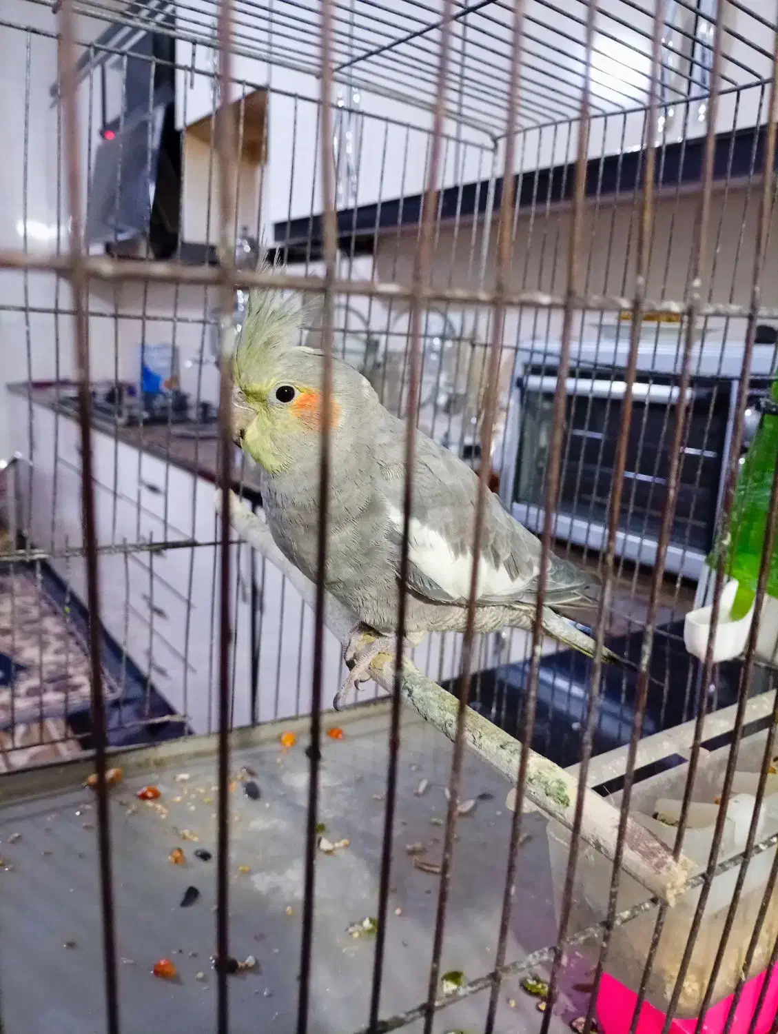 عروس هلندی|پرنده|سرپل ذهاب, |دیوار