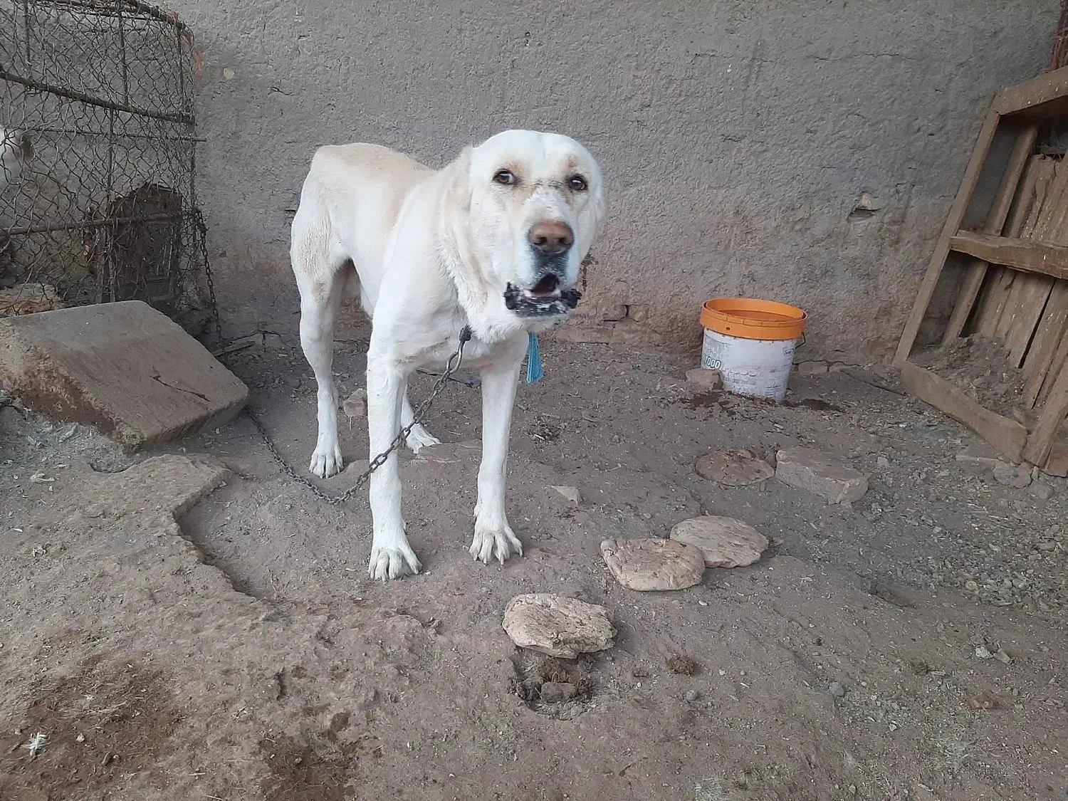 سگ خراسانی|سگ|رفسنجان, |دیوار