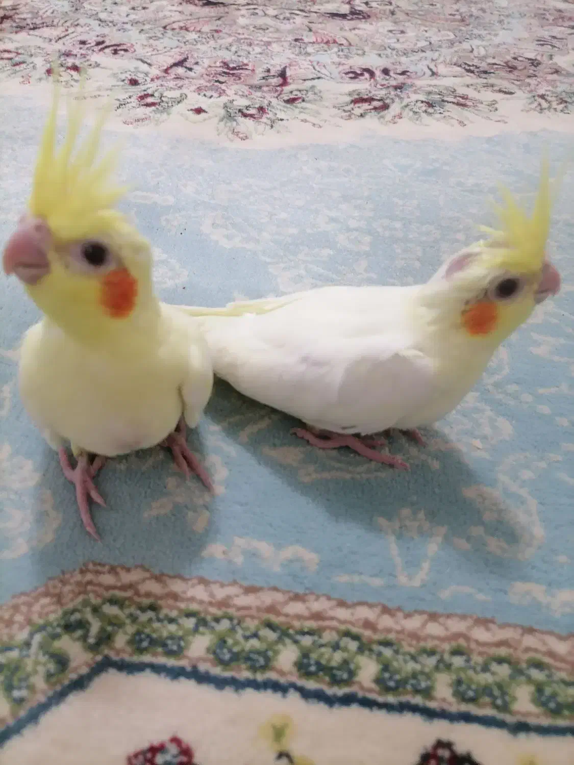 جوجه عروس با کیفیت آماده آموزش وسخنگو|پرنده|قیدار, |دیوار