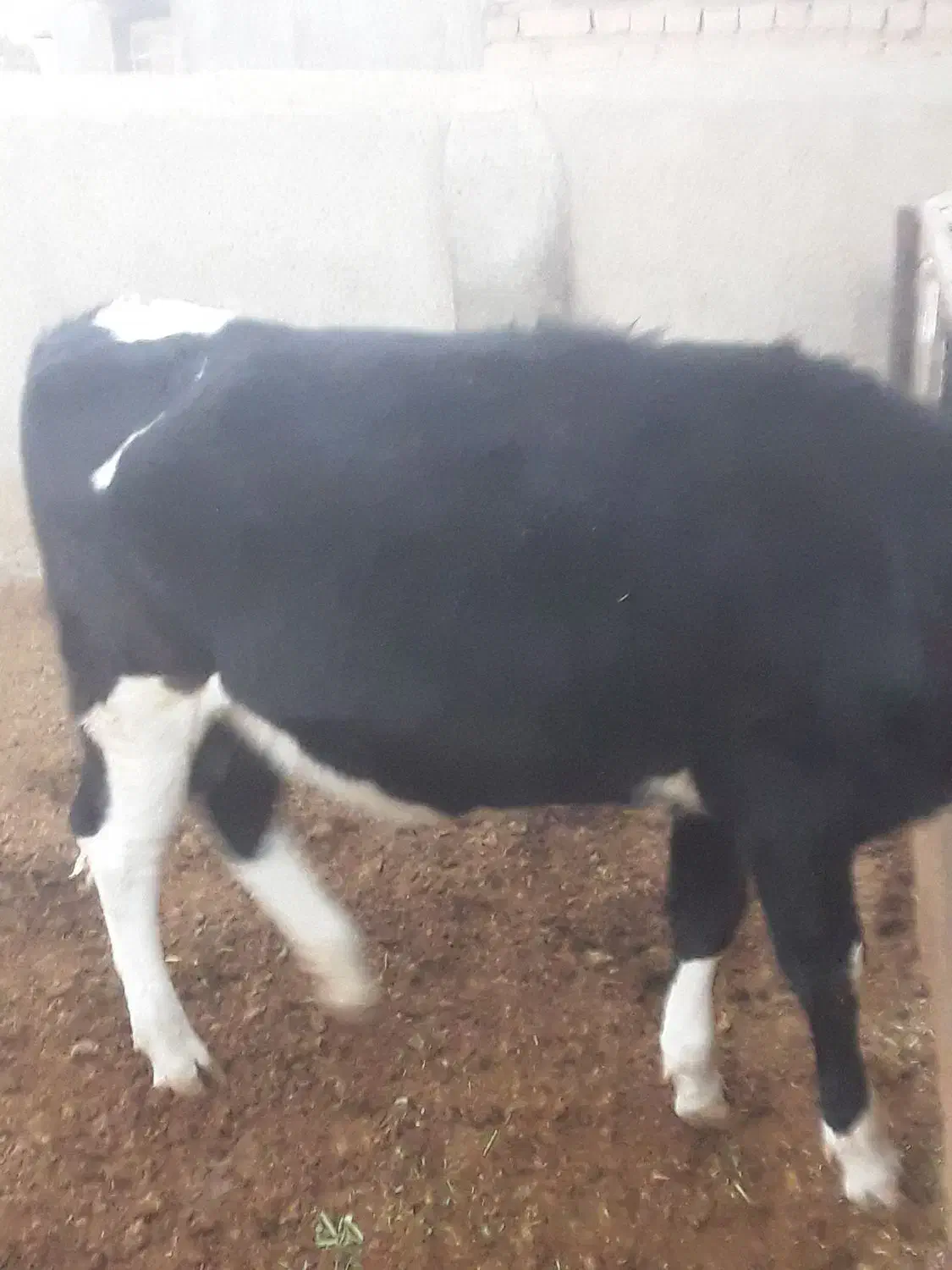 تلیسه گوساله گاو|حیوانات مزرعه|نیشابور, شهرک رضوی|دیوار