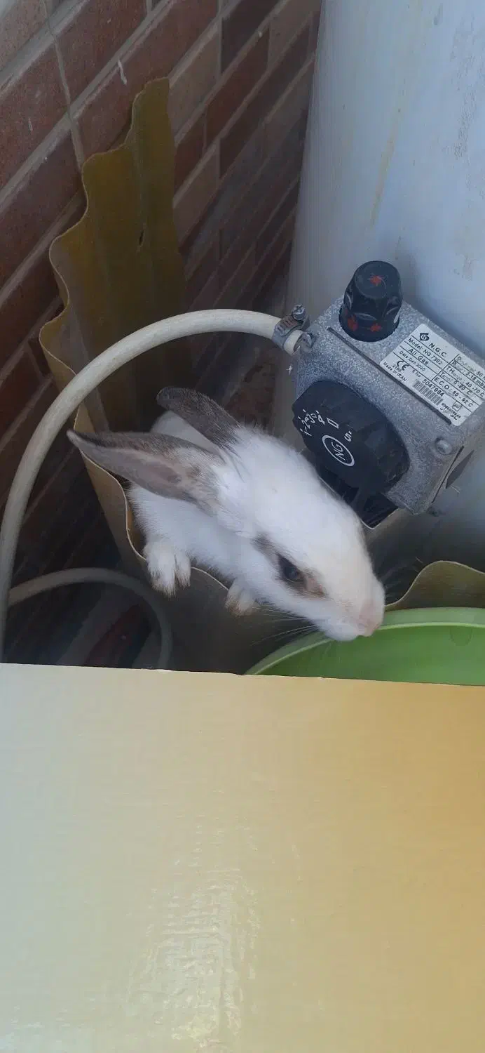 خرگوش|موش و خرگوش|بندر ماهشهر, |دیوار