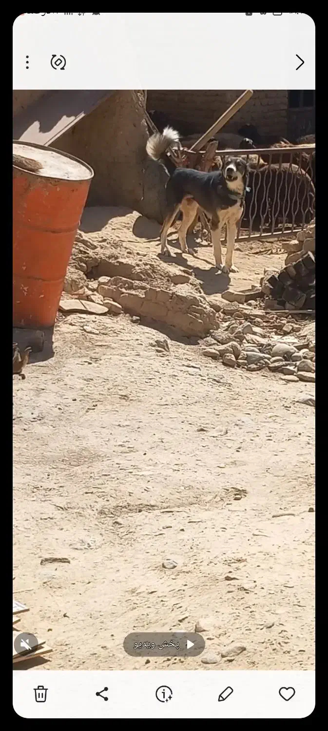 سگ سرابی|سگ|نهاوند, |دیوار