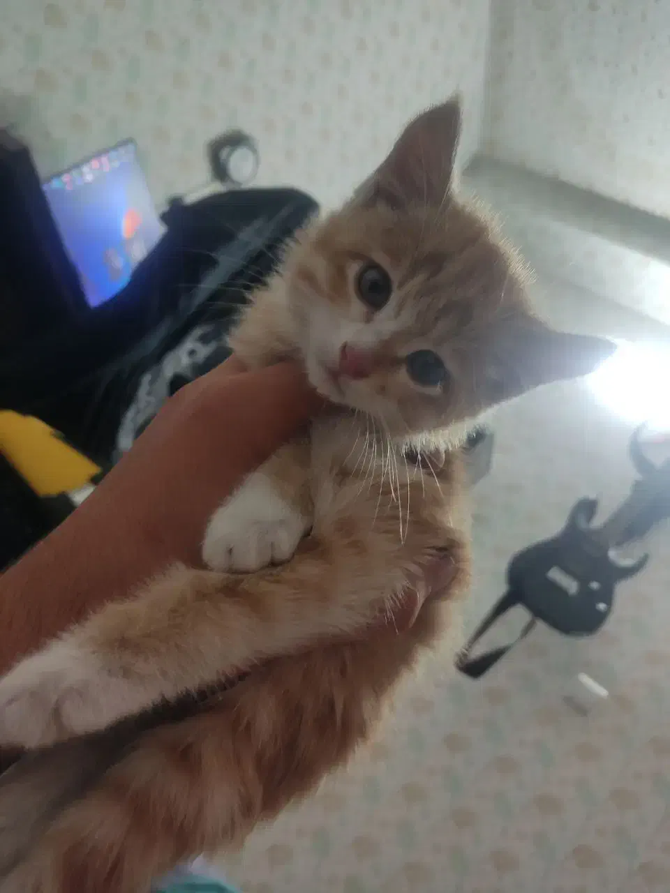 واگذاری گربه DSH|گربه|زنجان, |دیوار