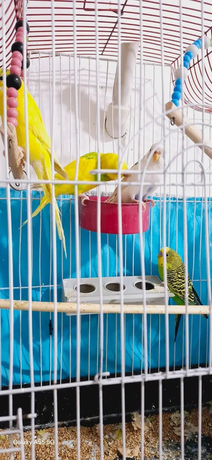 مرغ عشق دستی|پرنده|شوش, |دیوار