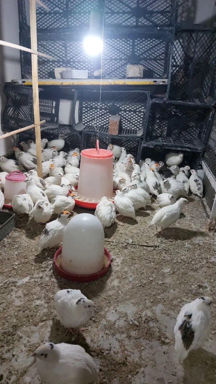 بلدرچین و   تخم  نطفه دار  وایت سنگین وزن|حیوانات مزرعه|قم, شهرک امام حسین|دیوار