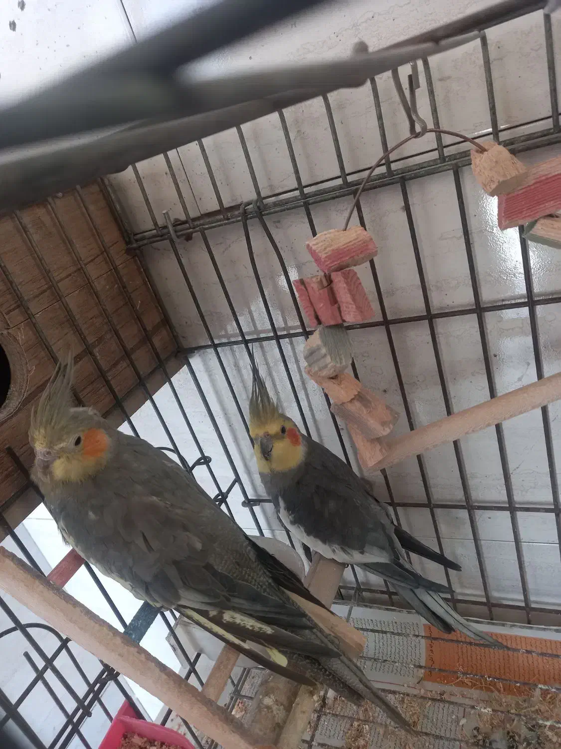 عروس هلندی مولد|پرنده|کرج, مصباح|دیوار