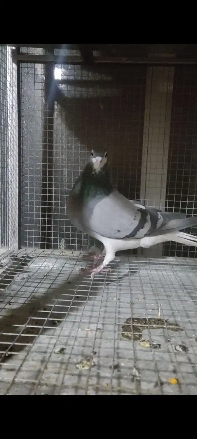 ماده خرقه روس|پرنده|اصفهان, شهرک کاوه|دیوار