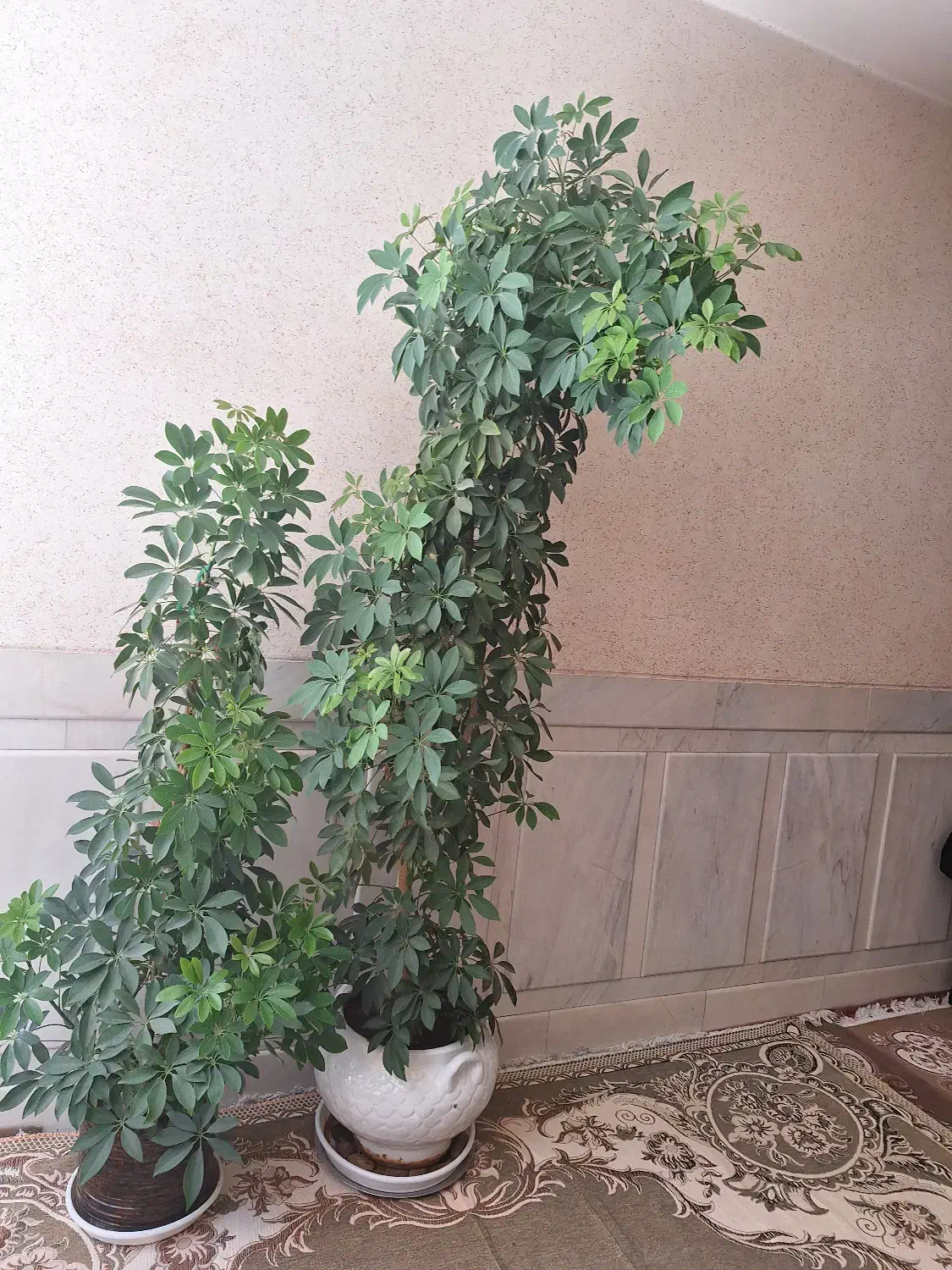 فروش گل شفلرا|گل و گیاه طبیعی|لنجان, |دیوار