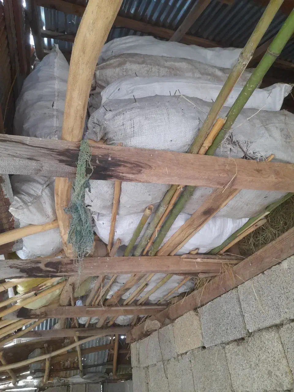 فرنگی للکی خوب|حیوانات مزرعه|گوراب زرمیخ, |دیوار