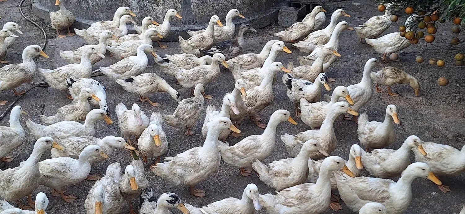 اردک بگ بگی باغی|حیوانات مزرعه|سرخرود, |دیوار