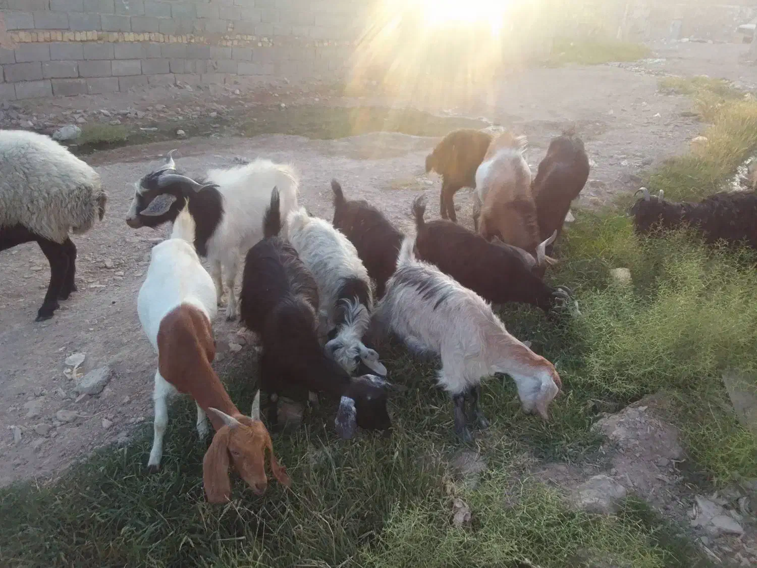 بز بزغاله نربز|حیوانات مزرعه|پاکدشت, حصار امیر|دیوار