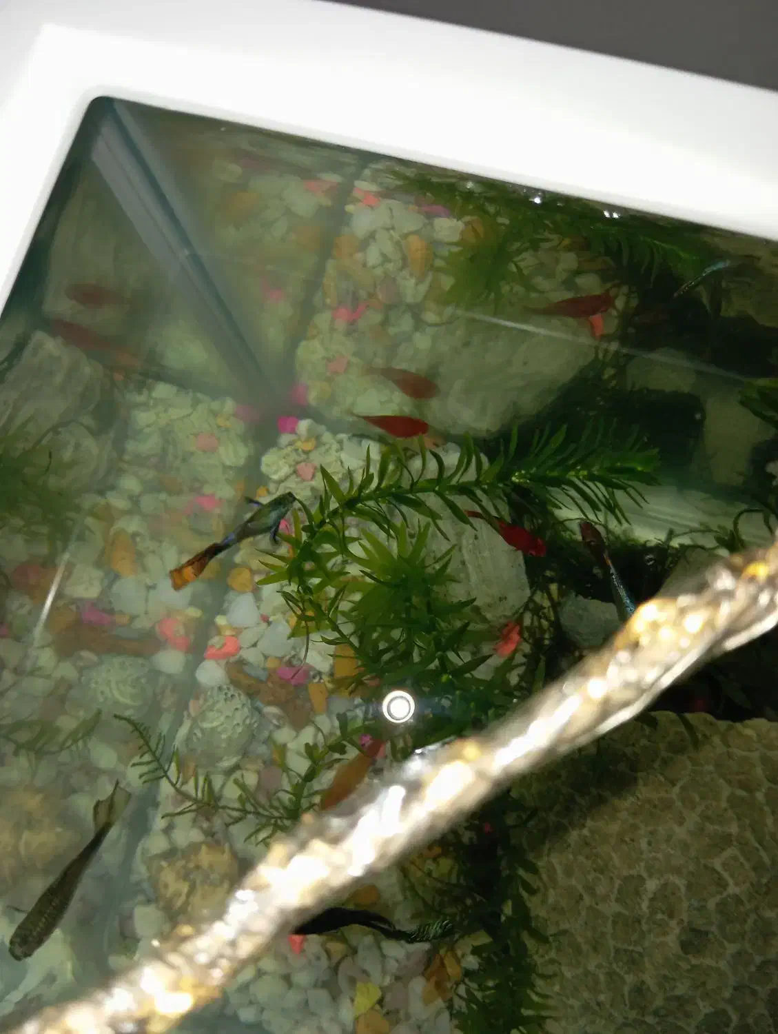 ماهی گوپی|ماهی|بندرعباس, |دیوار