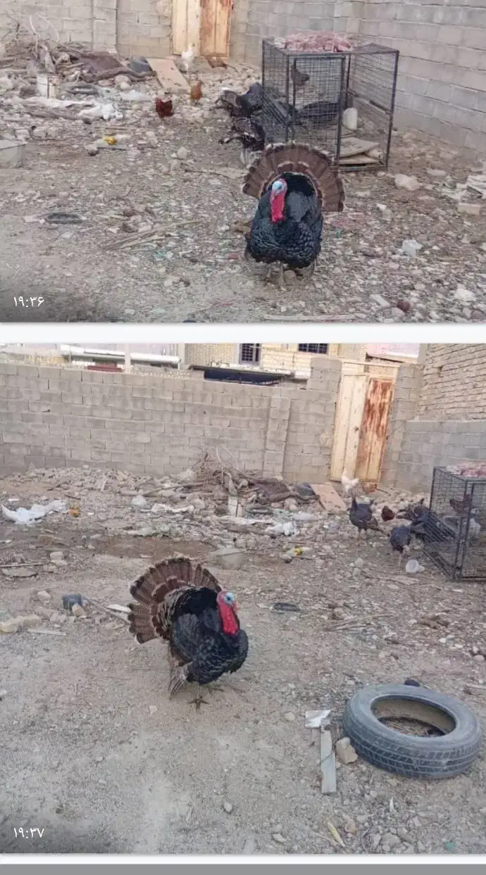 بوقلمون نر ماده|حیوانات مزرعه|فیروزآباد (فارس), |دیوار