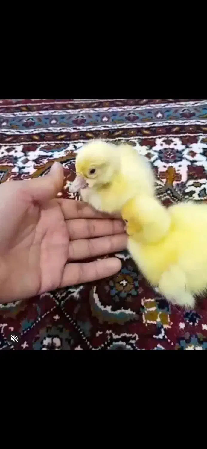 ۶عدد جوجه قوغازلیندایی از نژاد لوکس قبدار دوناف|حیوانات مزرعه|بابل, |دیوار