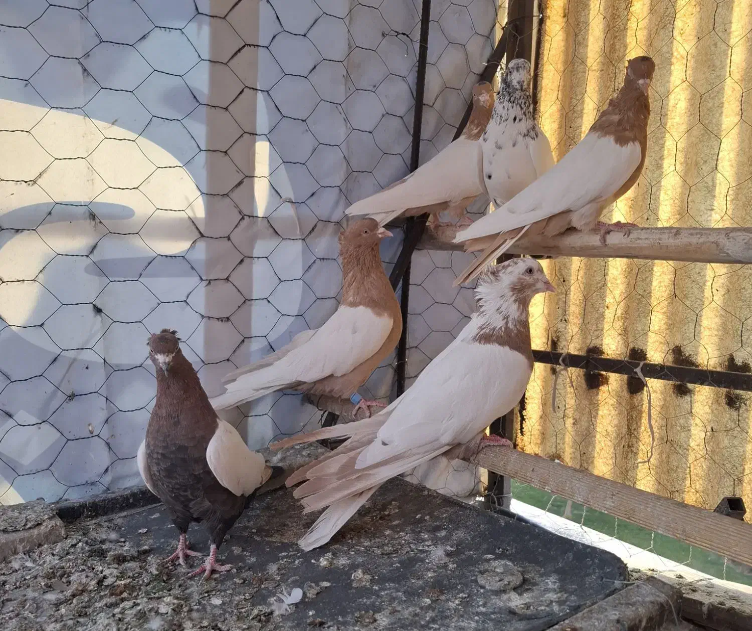 کبوتر طوق وحسن خانی|پرنده|سنندج, |دیوار