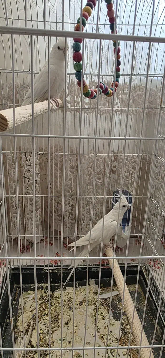 عروس هلندی|پرنده|خرمدره, |دیوار