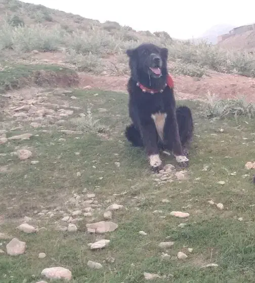 واگذاری سگ گله ای دهن پاک|سگ|چنارود, |دیوار