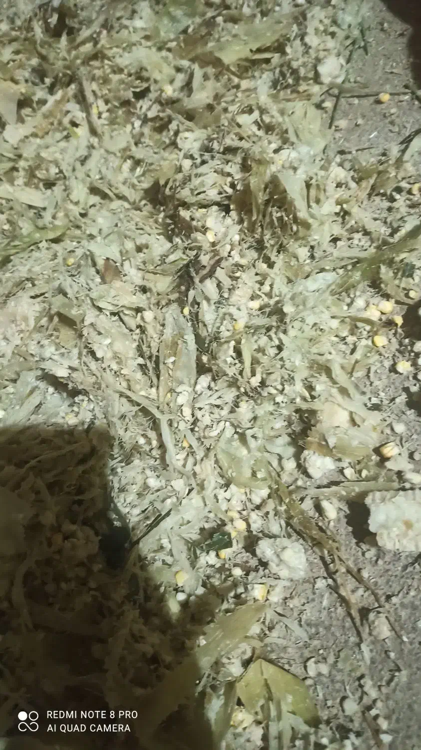 ذرت دامی|حیوانات مزرعه|بزینه رود, |دیوار